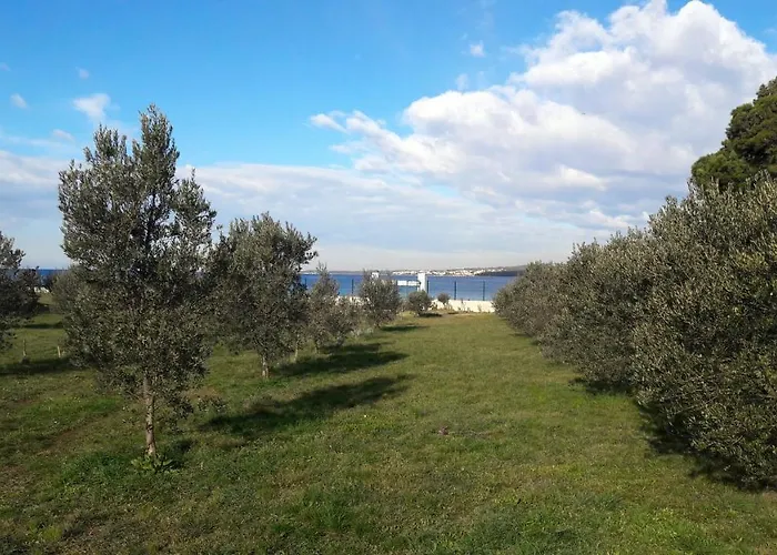 Rosemary Park * Zadar