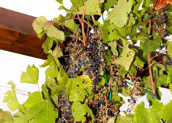 Rosemary Park Villa Zadar