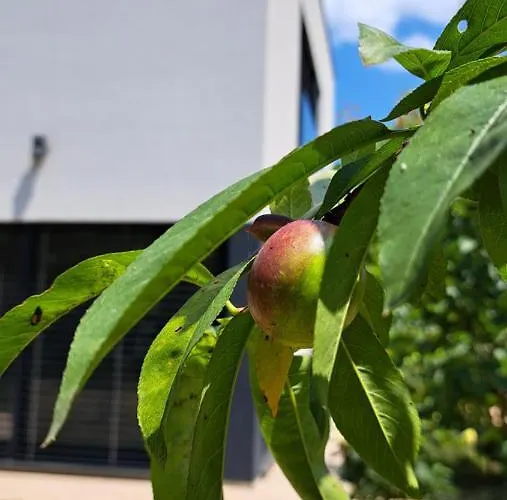 Rosemary Park * Zadar
