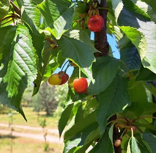 Villa Rosemary Park Zadar